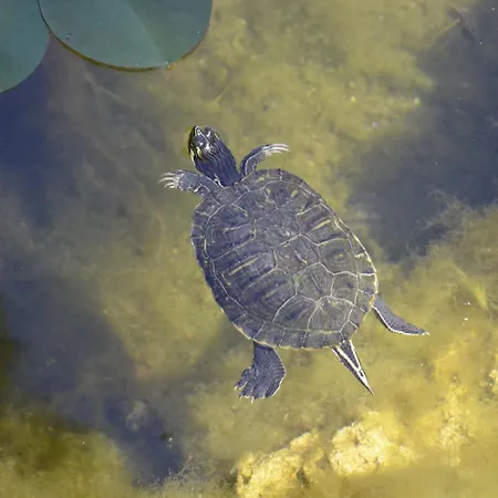 Üdülőközpont Emelda Sun Club Kemer